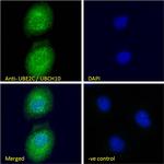 UBE2C Antibody in Immunocytochemistry (ICC/IF)