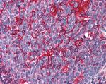 JWA Antibody in Immunohistochemistry (Paraffin) (IHC (P))