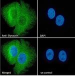 Dynactin 1 Antibody in Immunocytochemistry (ICC/IF)