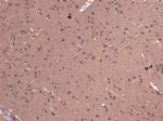 Dynactin 1 Antibody in Immunohistochemistry (Paraffin) (IHC (P))