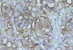 NDRG1 Antibody in Immunohistochemistry (Paraffin) (IHC (P))