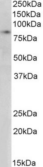 SETDB2 Antibody in Western Blot (WB)