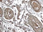 NLRP3 Antibody in Immunohistochemistry (Paraffin) (IHC (P))