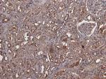 MID2 Antibody in Immunohistochemistry (Paraffin) (IHC (P))