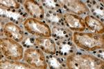 RNF34 Antibody in Immunohistochemistry (Paraffin) (IHC (P))