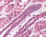 Amisyn Antibody in Immunohistochemistry (Paraffin) (IHC (P))