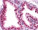 FOXA2 Antibody in Immunohistochemistry (Paraffin) (IHC (P))