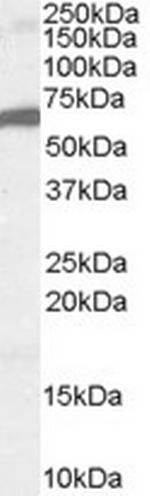 FOXA2 Antibody in Western Blot (WB)