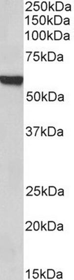 FOXA2 Antibody in Western Blot (WB)