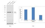 FOXA2 Antibody in Western Blot (WB)