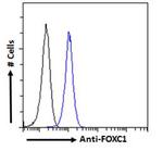 FOXC1 Antibody in Flow Cytometry (Flow)