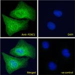 FOXC1 Antibody in Immunocytochemistry (ICC/IF)