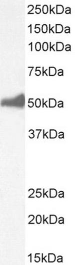 FOXL2 Antibody in Western Blot (WB)