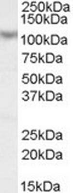 MAML1 Antibody in Western Blot (WB)