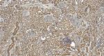 MRG15 Antibody in Immunohistochemistry (Paraffin) (IHC (P))