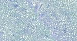 MRG15 Antibody in Immunohistochemistry (Paraffin) (IHC (P))