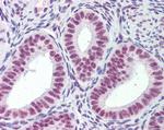 MRG15 Antibody in Immunohistochemistry (Paraffin) (IHC (P))