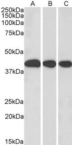 MRG15 Antibody in Western Blot (WB)