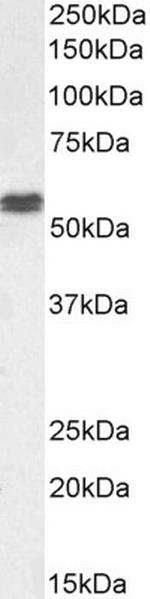 PTBP1 Antibody in Western Blot (WB)