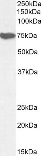 MUNC18 Antibody in Western Blot (WB)