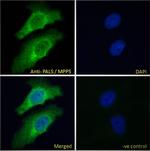 MPP5 Antibody in Immunocytochemistry (ICC/IF)