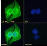 MPP5 Antibody in Immunocytochemistry (ICC/IF)