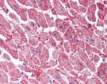 KPNA3 Antibody in Immunohistochemistry (Paraffin) (IHC (P))