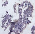 KPNA3 Antibody in Immunohistochemistry (Paraffin) (IHC (P))