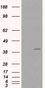 VPS26A Antibody in Western Blot (WB)