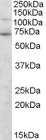 SNTG2 Antibody in Western Blot (WB)