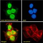 BAF53A/BAF53B Antibody in Immunocytochemistry (ICC/IF)