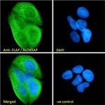 FLAP Antibody in Immunocytochemistry (ICC/IF)