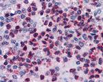 FLAP Antibody in Immunohistochemistry (Paraffin) (IHC (P))