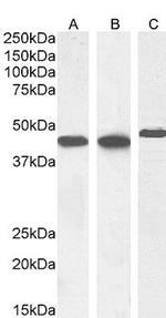 Alpha-Smooth Muscle Actin Antibody in Western Blot (WB)