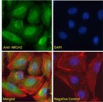 LXR beta Antibody in Immunocytochemistry (ICC/IF)