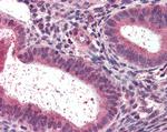 LXR beta Antibody in Immunohistochemistry (Paraffin) (IHC (P))