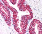 MRP4 Antibody in Immunohistochemistry (Paraffin) (IHC (P))