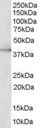 ERK2 Antibody in Western Blot (WB)