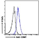 COMT Antibody in Flow Cytometry (Flow)