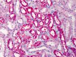 COMT Antibody in Immunohistochemistry (Paraffin) (IHC (P))