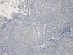 PCSK9 Antibody in Immunohistochemistry (Paraffin) (IHC (P))