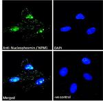 NPM1 Antibody in Immunocytochemistry (ICC/IF)