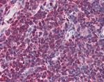 MIF Antibody in Immunohistochemistry (Paraffin) (IHC (P))