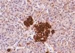 CCKAR Antibody in Immunohistochemistry (Paraffin) (IHC (P))