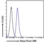 Arginase 1 Antibody in Flow Cytometry (Flow)