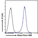 GSTP1 Antibody in Flow Cytometry (Flow)