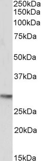 OCT4 Antibody in Western Blot (WB)