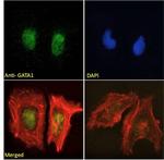 GATA1 Antibody in Immunocytochemistry (ICC/IF)