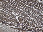 LDB3 Antibody in Immunohistochemistry (Paraffin) (IHC (P))