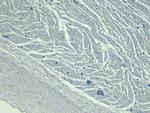 LDB3 Antibody in Immunohistochemistry (Paraffin) (IHC (P))